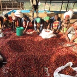 [위트러스트] 부룬디 카얀자 내추럴 200g/ Kayanza Natural/ 스페셜티 커피 원두 : 위트러스트커피