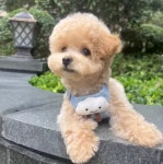 몽타운 강아지 고양이 시원한 여름 하네스 (3가지 색상) : 몽타운
