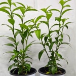 [아트플라워] 야래향 1+1 행사 공기정화식물 모기퇴치 벌레퇴치 여름식물 여름벌레퇴치식물 : ArtFlower