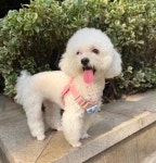 몽타운 강아지 고양이 시원한 여름 하네스 (3가지 색상) : 몽타운