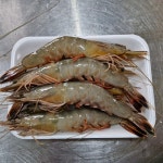국내산  자연산 대하 알배기 암대하 500g 6- 9미  냉동 : 싱싱해몰