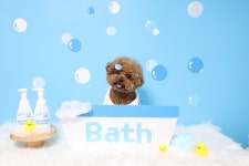 강아지포토존 애견사진 반려동물소품 콘셉트촬영 콩이야놀자 목욕컨셉 목욕탕놀이 : 콩이야놀자