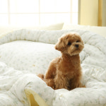 오르카홈 천상의 부드러움 100% 천연모달 차렵이불 [안녕,말티푸] : 오르카홈