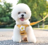 몽타운 강아지 고양이 시원한 여름 하네스 (3가지 색상) : 몽타운