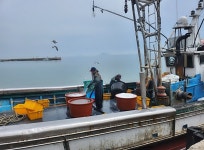 국내산 새우젓 김장용 젓갈 영광 낙월도 1kg : 아미고21