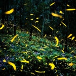 코타기나발루 반딧불 투어 한국인가이드 자유여행 픽업 드랍 케리어포함 : 마이코타