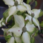 산딸나무(에바)접목1년(뿌리묘)/조경수/정원수/묘목/h1947 : 카카호호1