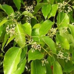 녹나무/수고1.2~1.5M포트묘/조경수/정원수/묘목/h1913 : 카카호호1