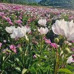 작약(약작약,산작약)포트묘(10개 묶음)/약용수/특용수/정원수/묘목/h1992 : 카카호호1