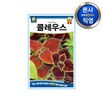 콜레우스 씨앗 200립 관상용 온실 정원 식물 키우기 조경 화단 꽃 꽃씨 종자 : 다농원예가든