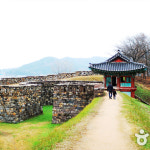 [상품권] 고창 해바라기+학원농장+고창읍성+선운사 여행 : 로망스투어