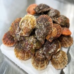 송가네장터 경남 통영 신선한 명품 비단가리비 1kg 산지직송 당일조업 : 송가네장터