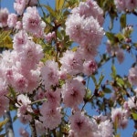 벚나무(태산부군벚)접목1년/조경수/정원수/묘목/h1939 : 카카호호1