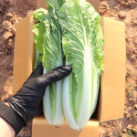 국내산 열무 얼갈이 어린열무 1.5kg 3kg 빠른배송 : 농산물마루