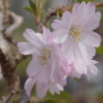 벚나무(화내화벚)접목1년/조경수/정원수/묘목/h1932 : 카카호호1