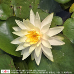 수련 연꽃 : 플러브 허브세상