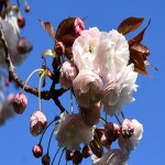 벚나무(송월벚)접목1년/조경수/정원수/묘목/h1937 : 카카호호1