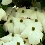 산딸나무(오로라)접목1년(뿌리묘)/조경수/정원수/묘목/h1948 : 카카호호1