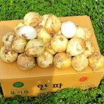 양파 10kg 대사이즈 제주 햇양파 대용량 식당 업소용 무료배송 : 코스톰스마켓