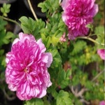 해당화(겹해당화)5치포트묘/꽃나무/조경수/정원수/묘목/h2006 : 카카호호1