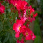 사계넝쿨장미(로지카페트)수고1.2M(2~3지)/꽃나무/조경수/정원수/묘목/h2033 : 카카호호1