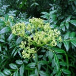 민산초나무/접목1년(2주묶음)약용수/특용수/정원수/묘목/h1982 : 카카호호1