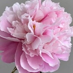 작약(분면도화)개화주/꽃나무/조경수/정원수/묘목/h2167 : 카카호호1