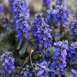 아주가/포트묘(15개묶음)/야생화/모종/꽃나무/조경수/정원수/묘목/h2076 : 카카호호1