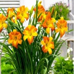 원추리(펀치옐로우)5치포트묘 꽃모종/꽃나무/조경수/정원수/묘목/h2209 : 카카호호1