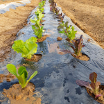 소량판매 텃밭용 멀칭비닐 120cmx10m 주말농장 텃밭비닐 마늘 고추 감자 양파 배추 잡초 : 세원비닐