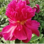 작약(금대위)개화주/꽃나무/조경수/정원수/묘목/h2168 : 카카호호1