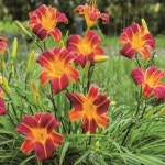 원추리(레드립)5치포트묘 꽃모종/꽃나무/조경수/정원수/묘목/h2199 : 카카호호1