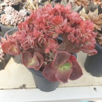 [수암다육] 빅레드 철화 단품 Echeveria Big Red f. cristata 다육 아프리카식물 다육식물 수입다육 플랜테리어 019 : 수암다육농장