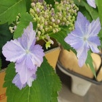 제주산수국(삼각봉)포트묘(중)/야생화/꽃나무/조경수/정원수/묘목/h2057 : 카카호호1