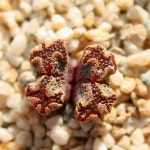 [코노피튬 씨앗] 펠루시덤 테리컬러(Red type) 10립 : 율이네 콩알가든