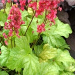 휴케라(하바나)10CM포트묘(3개묶음)야생화/모종/꽃나무/조경수/정원수/묘목/h2065 : 카카호호1