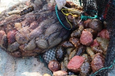 바다의 보물 홍해삼 자연산 홍해삼 해삼 해녀가 채취한 홍해삼500g 1kg : 포항 정직한 수산