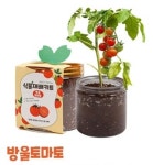 방울토마토키우기 딸기모종 식목일키트 어린이집식목일 1+1 : 리윤마켓