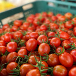 당일수확 탱글탱글 푸른농장 대추방울토마토 2kg / 4kg(1,2,3번과) : 익산시 마을전자상거래지원단