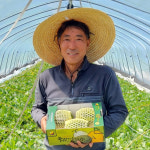 [당도보장] 고령 산지직송 성산메론 파파야메론 양구 2kg, 3kg 멜론 : 물길따라 성산메론