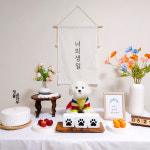 포티박스 강아지 생일파티 고양이 전통 생일상 대여 돌잔치 100일 케이크 용품세트 : 포티박스