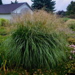 억새 어텀앤텀 P9포트 그라스 Autumn Anthem : 산골정원