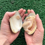 자연산 태안 백합 조개 생합 1kg : 황성수산