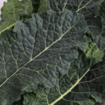 채소팜 뉴그린 1.8kg~2kg : 채소팜