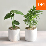 1+1 세라믹화분 공기정화식물 마오리소포라 율마 몬스테라 올리브나무 행운목(세라믹11) : 필플랜트
