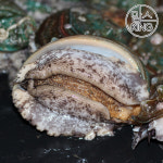 [맘스킹][대운수산] 완도 참전복 1kg(10-11마리) 산소포장 현지직송 : 맘스킹