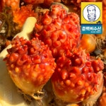 통영 제철 활 멍게 깐멍게 : 춘백이수산