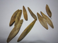 들메나무 씨앗 100립 : 씨앗과세상만물