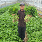 해남 꿀고구마모종 밤고구마 호박고구마모종 3kg, 5kg, 10kg, 20kg (지정일 발송) : 은혜팜