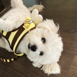 도고 강아지 편안한 하네스 꿀벌 천사 날개 가슴줄 리드줄포함 : DOGo